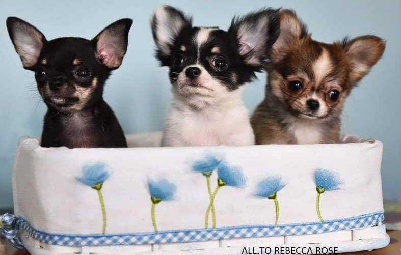 Allevamento cani di razza | Vendita cuccioli di Maltese, Xoloitzcuintle, Xolo, cane nudo messicano, Ratto di Praga in Lombardia | Immagine l'arrivo del cucciolo a casa