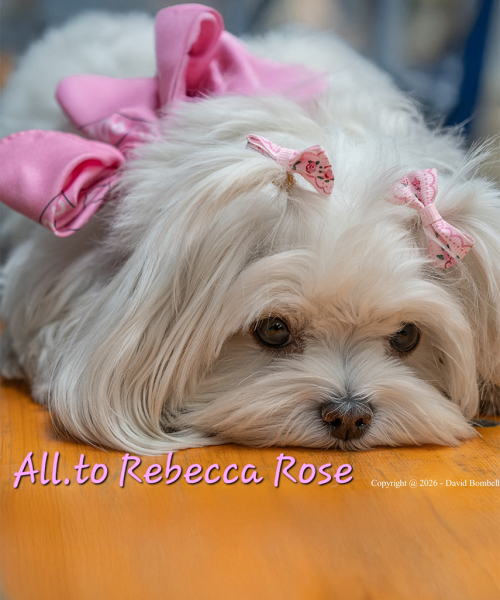 maltese.6