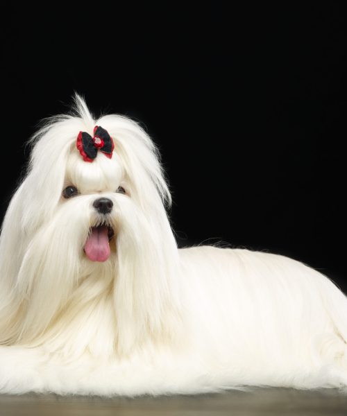 Maltese,Dog,Isolated,On,Black,Background,In,Studio